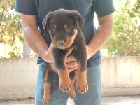 Safkan Erkek Yavru Rottweiler