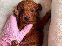 Toy Poodle Irk Garantili Yavrular