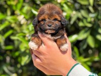 Erkek teacup maltipoo yavrumuz