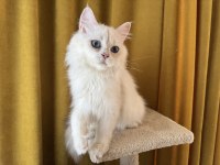 Maviş pamuk oğlan kedimiz