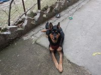 Orjinal ırk german shepperd alman kurdu
