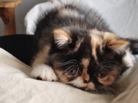 CFA KAYITLI ANNE VE BABA YAVRU KEDİMİZ