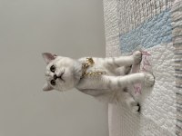 Safkan silver yakışıklı british shorthair oğlum
