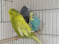 Yem Maliyetine Şov Jumbo Kuşlar