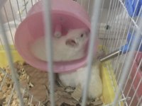 Çok tatlı hamster yavruları