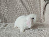 Bem beyaz mavi gözlü cüce lop ve mini lop tavşan