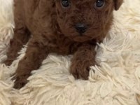 Toy Poodle Yavrular