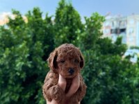 ANKARA NIN EN GÜZEL TOY POODLE YAVRULARI