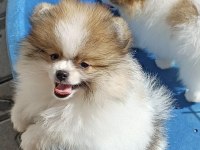 Pomeranian boo garantili yüksek kalite