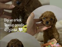 Dişi ve erkek teacup poodle