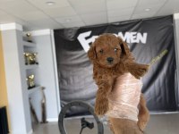 0 Numara Maltipoo Yavrular Ankara Mağazamızda Görün