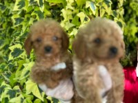SEVİMLİ MALTİPOO YAVRULAR