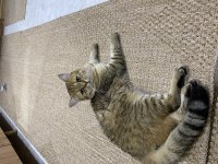 11 aylık british shorthair erkeğimiz yuvasını arıyor