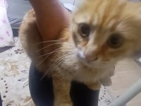 Sokak kedisi ve 4 yavrusunu sahiplendirmek istiyorum