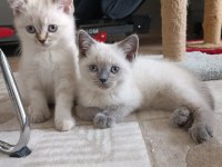 Teslime hazır british shorthair kuzucuklar