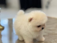 Daha iyisi yok ayı surat pomeranian boo