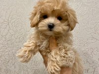 Sevimli Maltipoo Yavruları