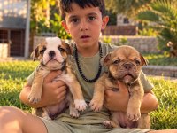 Sevimli İngiliz Bulldog Yavrularımız
