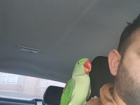 Evcil Eğitime Açık 6 Aylık Pakistan Papağanı