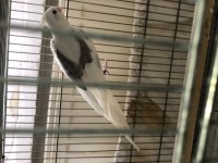 10 Günlük Pied Lutino Heavy Albino Sultan Yavrular