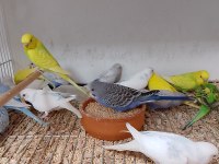 Yavru ve yetişkin muhabbet kuşları