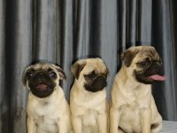 Orjinal pug yavru köpeklerimiz