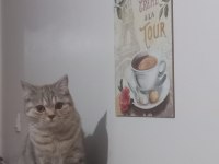 British kızım tarçın