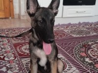 Satılıktır belçika kurdu