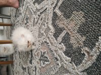 Türünün en güzeli persian