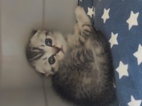 Scottish fold British yavru kedi. Konyaya temmuz 5 ine