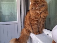 Erkek İran Kedimiz Müslüm