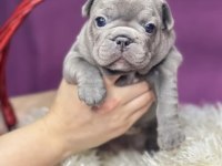 A Kalite Dişi French Bulldog