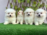POMERANİAN SPİTZ ERKEK
