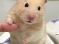 HAMSTER GONZALES YAVRULARI HERYERE GÖNDERİM
