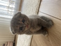 Scottish fold yavru