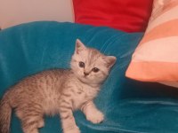Scottish fold erkek kedimiz