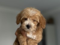 Daha İki Aylık Cavapo Toy Poodle
