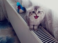 Scottish fold kedisi 3 aylık ve dişidir