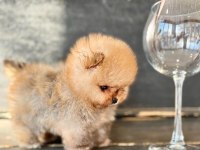 ayı suratlı orijinal boo yavrular garantili taksitle