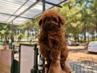 Toy poodle köpeği