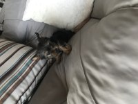 2 aylık yorkshire terrier
