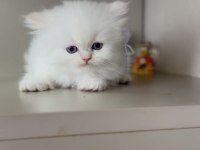 Pamuk şeker tadında sevgi yumağı bir kız kedimiz