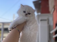 Scottish fold kedimiz
