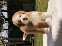 Standart dev poodle yavrular