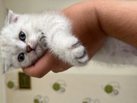 4 aylık dişi scottish fold