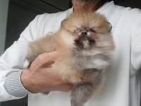 Orijinal Pomeranian Boo Köpeğimiz