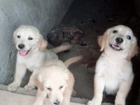 Golden retriever yavrumuz