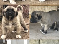 Has kangal yavrular dişi erkek mevcut