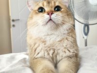 Uyguna british shorthair sahiplendirme