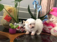 Anne altından MALTESE yavrumuz